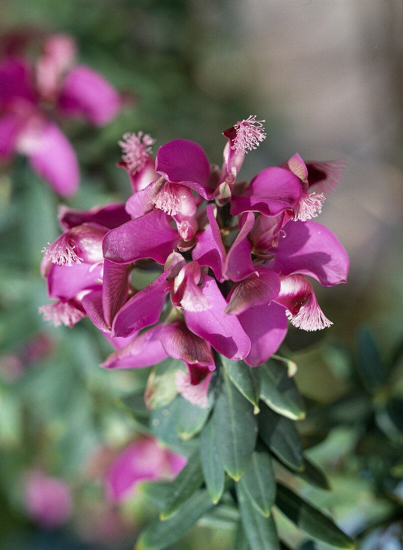 Polygalamyrtifolia