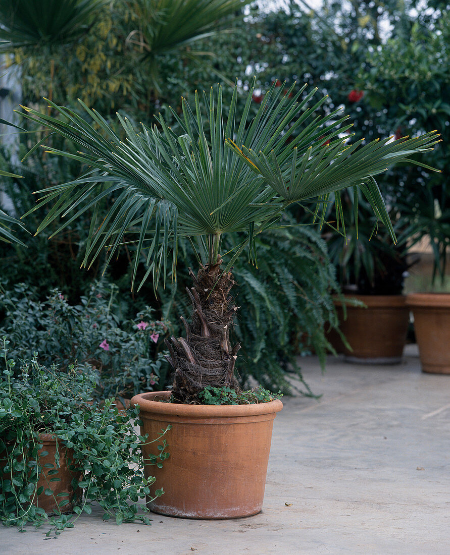 Trachycarpus Fortunei