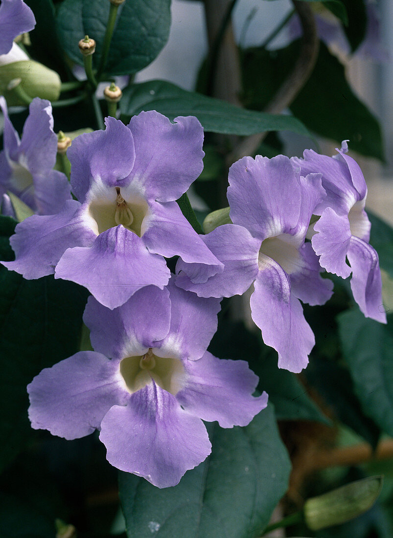 Thunbergia grandiflora