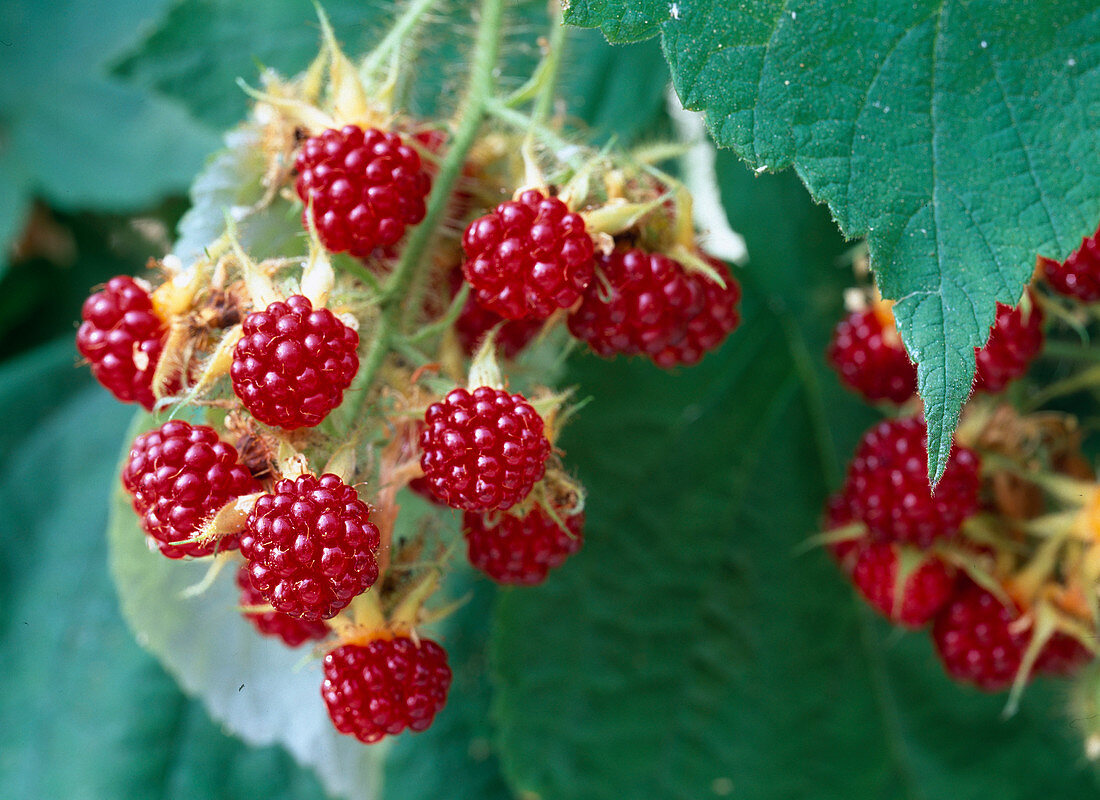 Rubus phoenicolasius