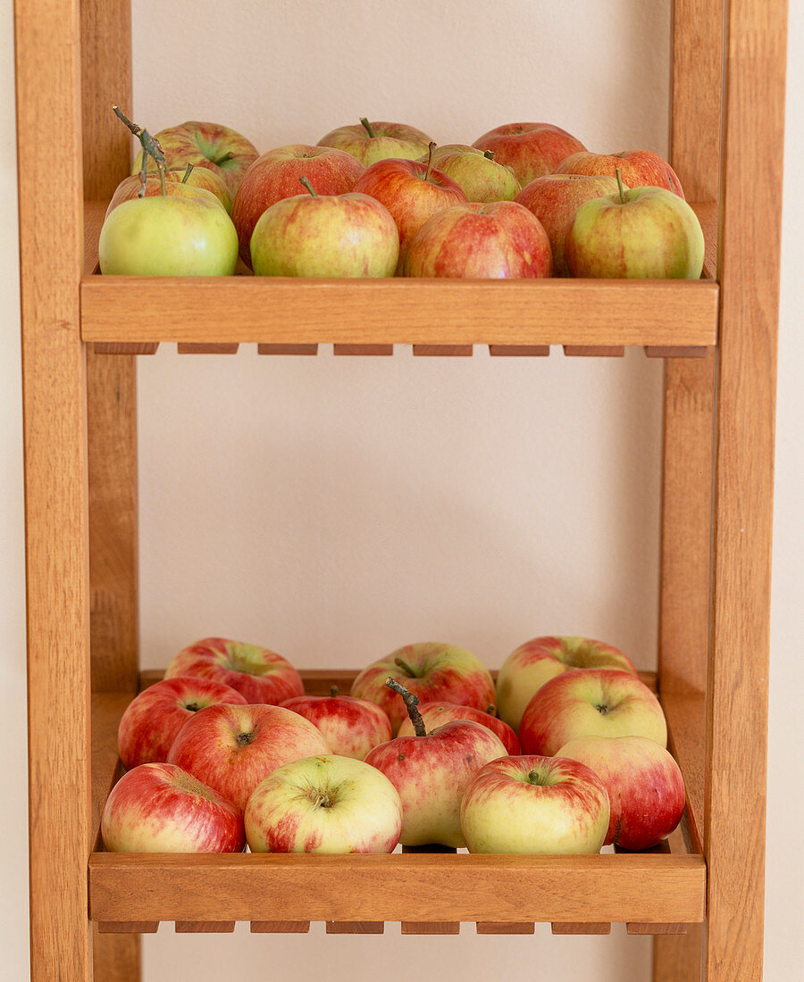 Malus (apple) stored on the shelf