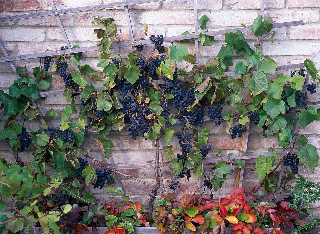 Vitis vinifera (blue grape) on the trellis