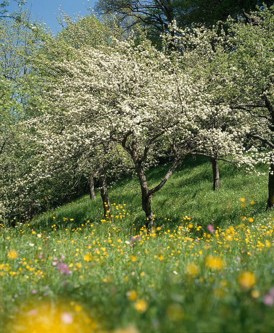 Blossoming apple tree in flower meadow