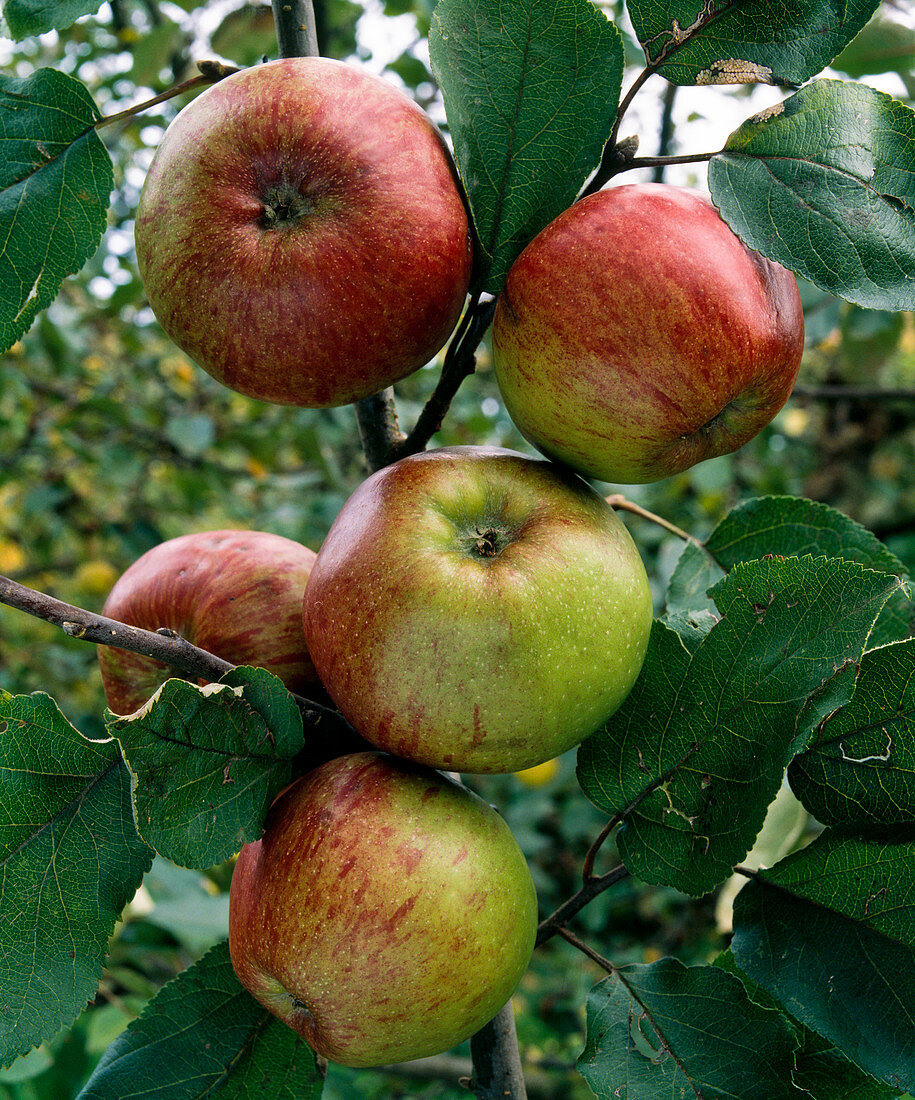 Apfel 'Hauxapfel'