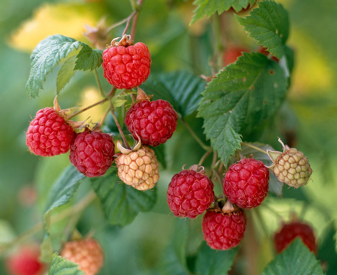 Rubus 'basket filler' (raspberries)