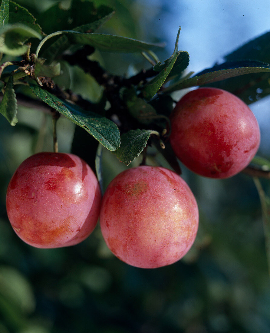 Greengage