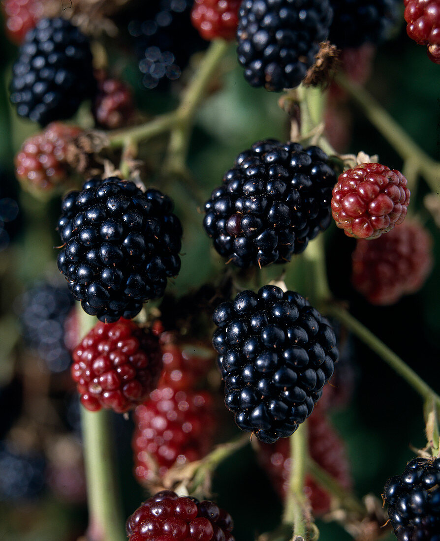 Stingless blackberry