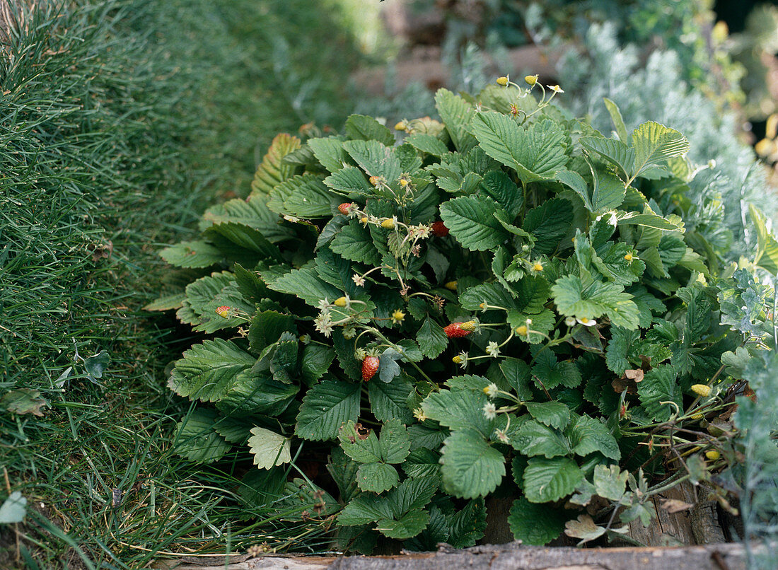 Month strawberries on the raised bed