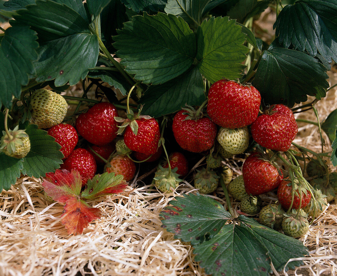 Reife und unreife Erdbeeren (Fragaria)