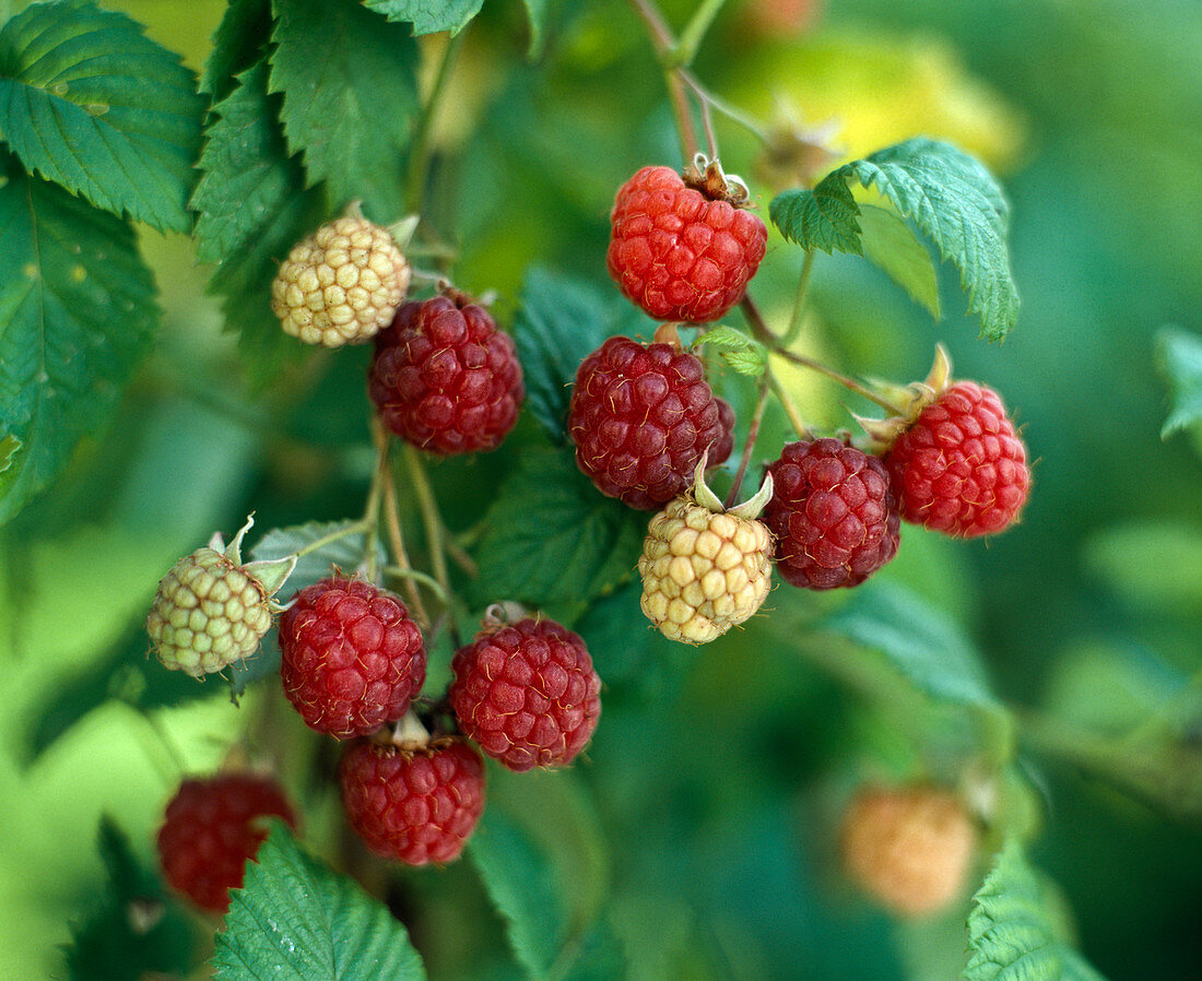 Himbeere 'Korbfüller'