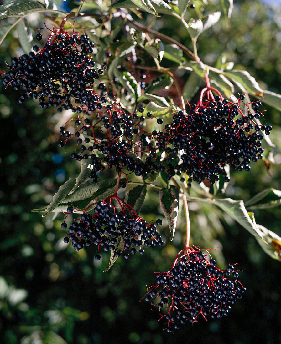 Elderberry (Sambucus nigra), elderberries