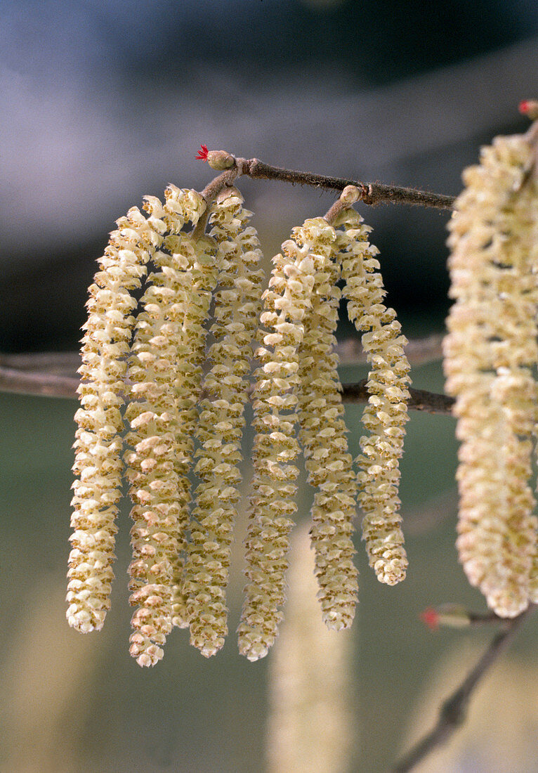 Haselnußblüte