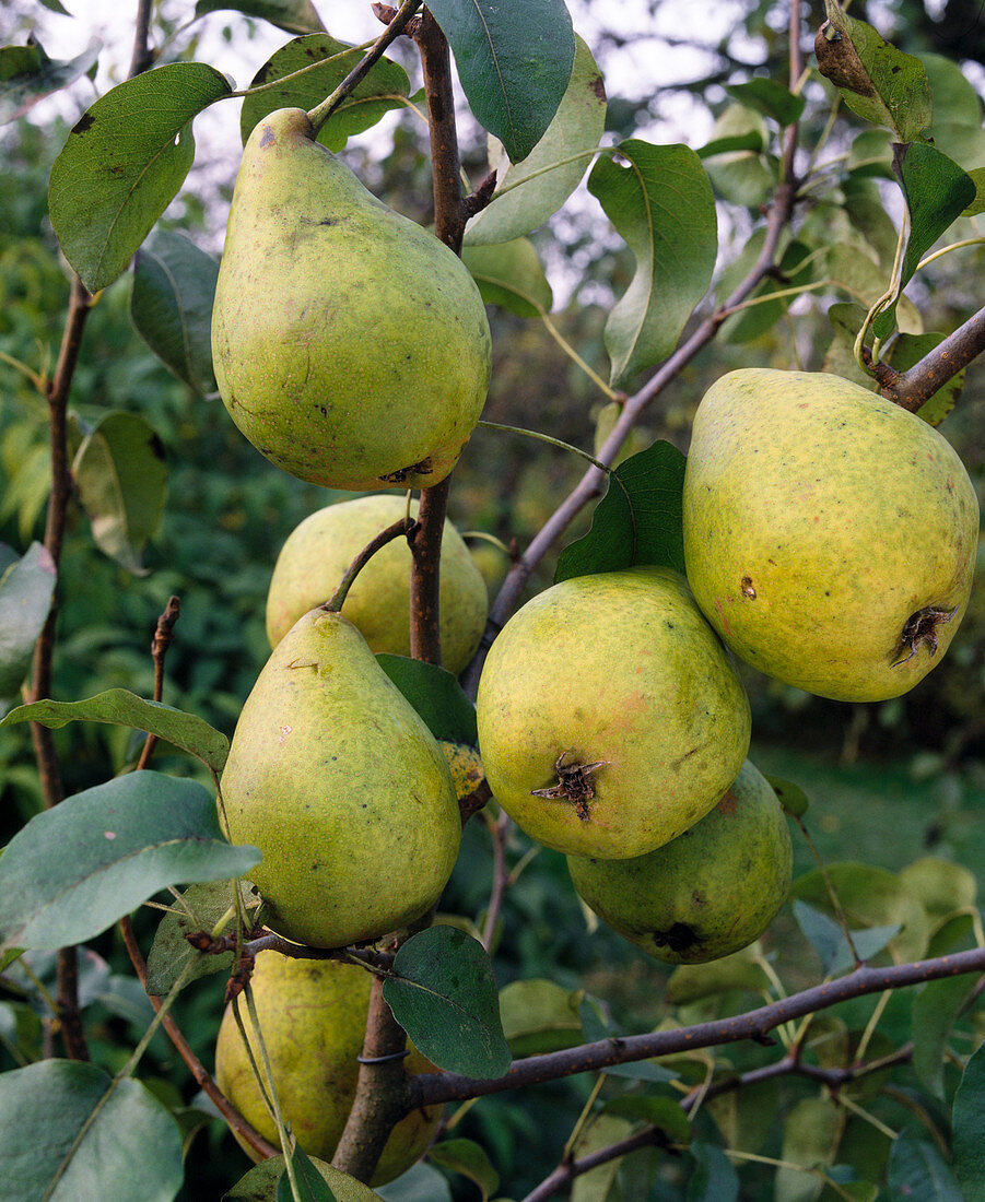 Pear 'Delicious of Charneux'