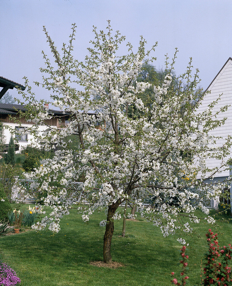 Süßkirschenbaum IN Blüte