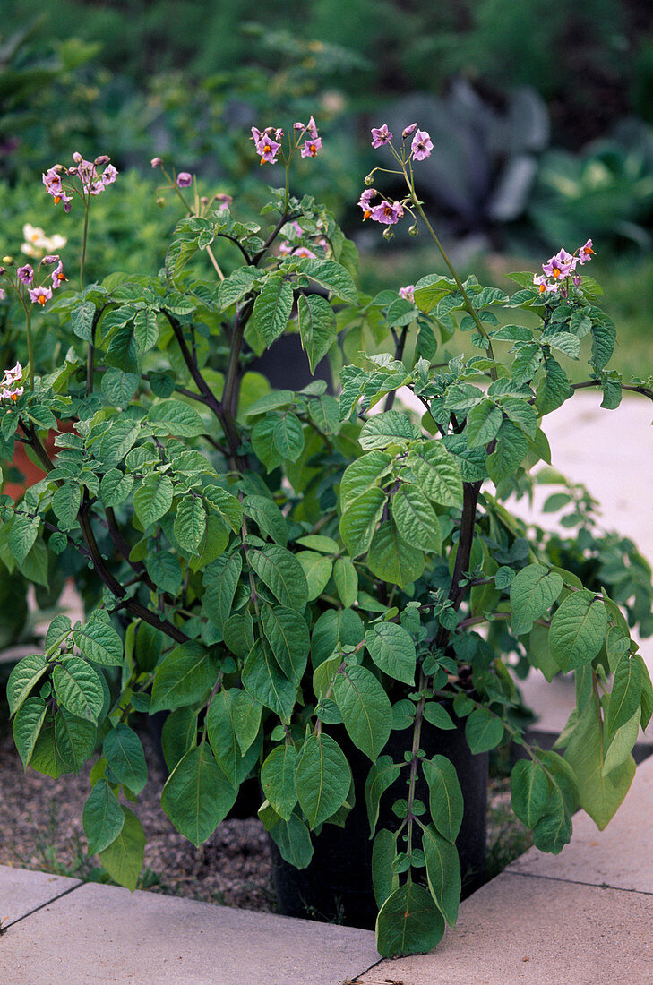Solanum tuberosum (potato) in container