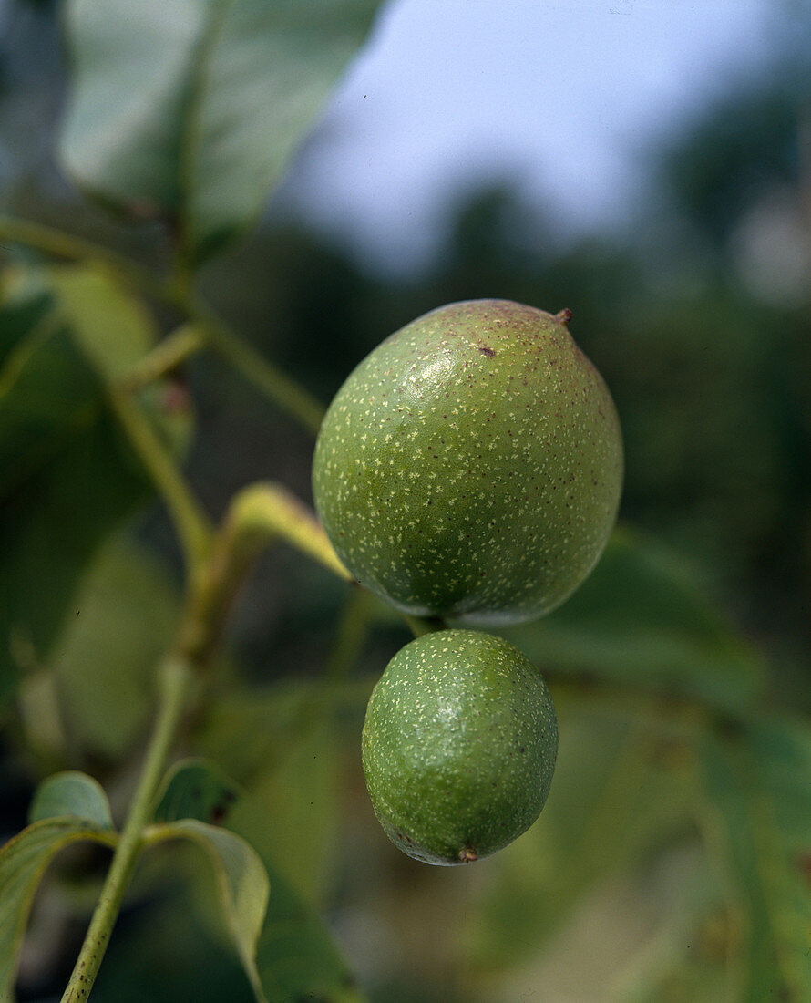 Walnut