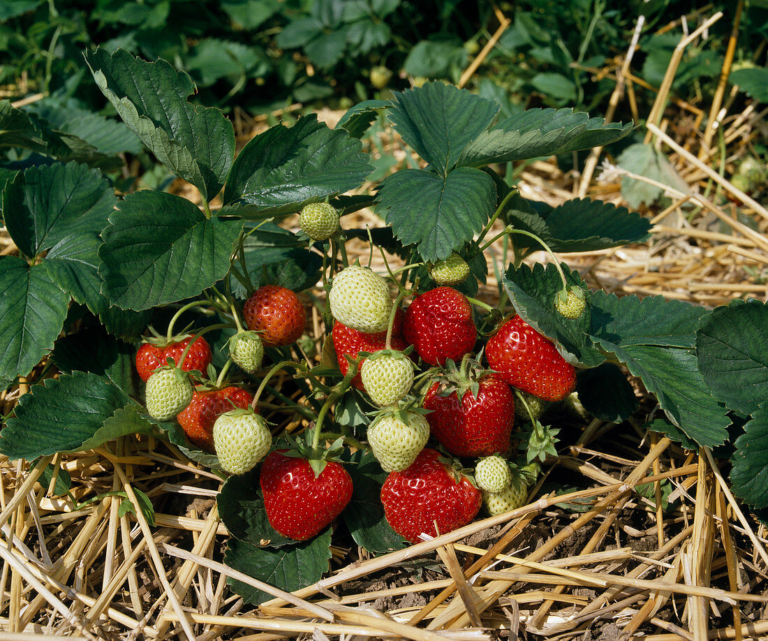 Strawberries