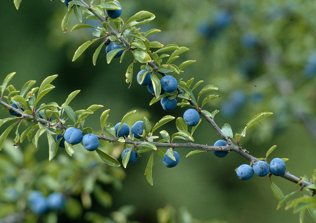 Prunus spinosa (sloe)