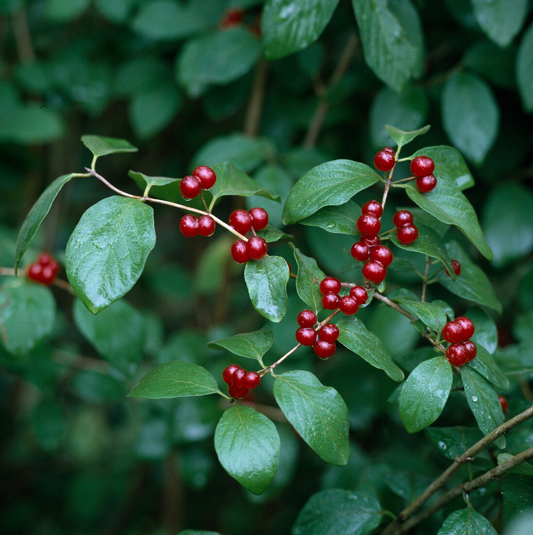 Lonicera xylosteum (red honeysuckle)