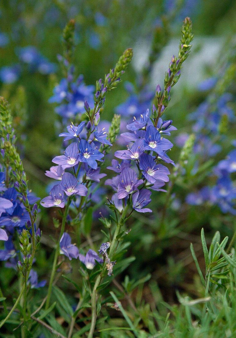 Veronica prostrata syn. rupestris (lying honorary prize)