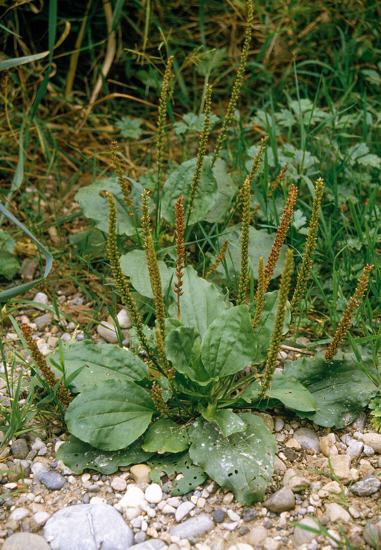 Plantago major / Breitblättriger Wegerich