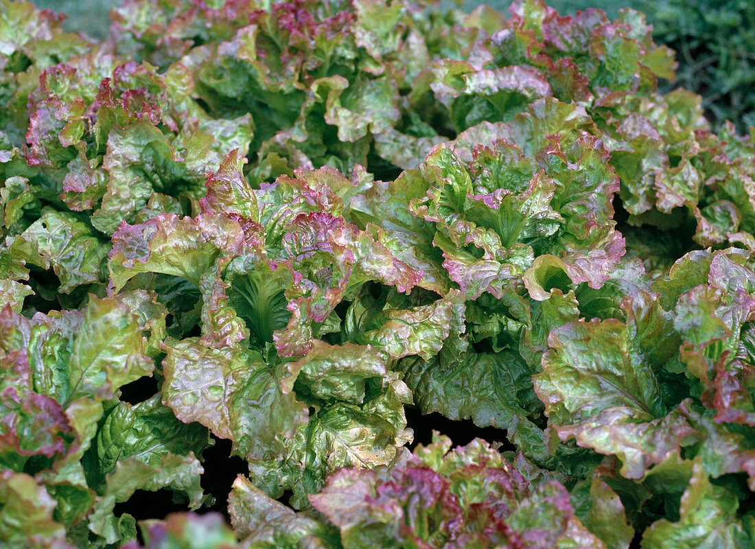 Pflücksalat