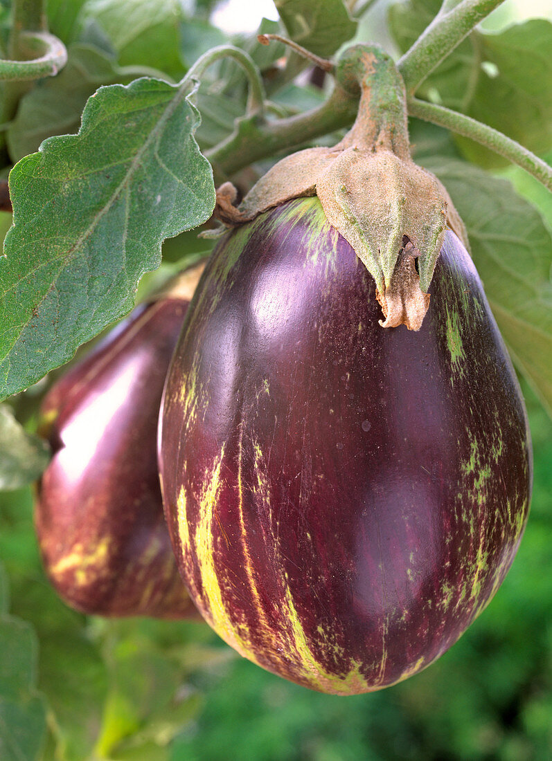 Aubergine 'Anet'