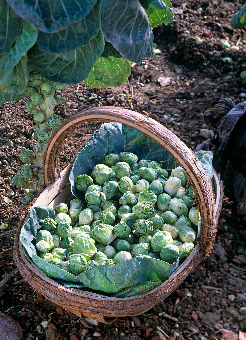 Brassica gemmifera (Brussels sprouts) freshly harvested