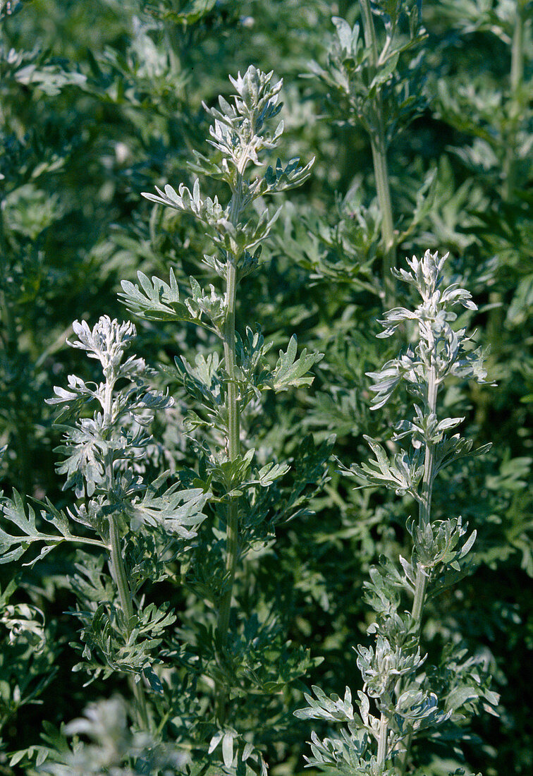 Artemisia absinthium Wermut