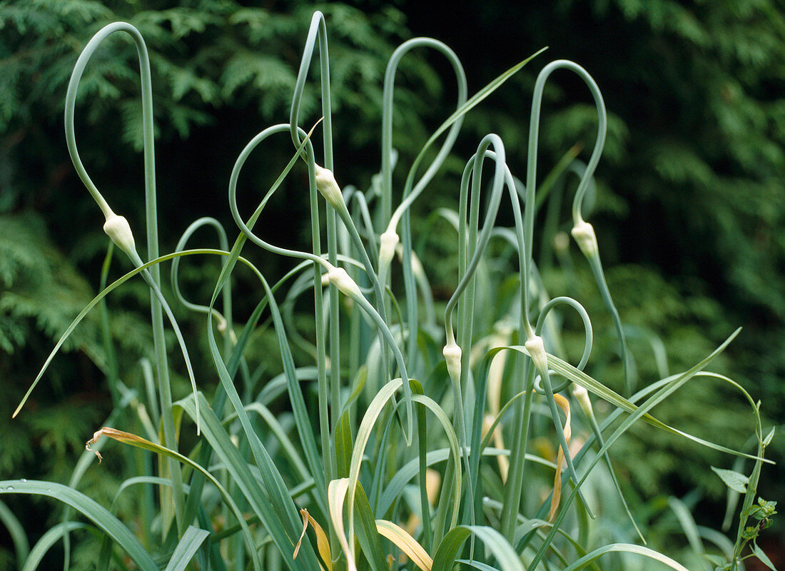 Schlangen-Knoblauch (Allium sativum var. ophioscorodon)