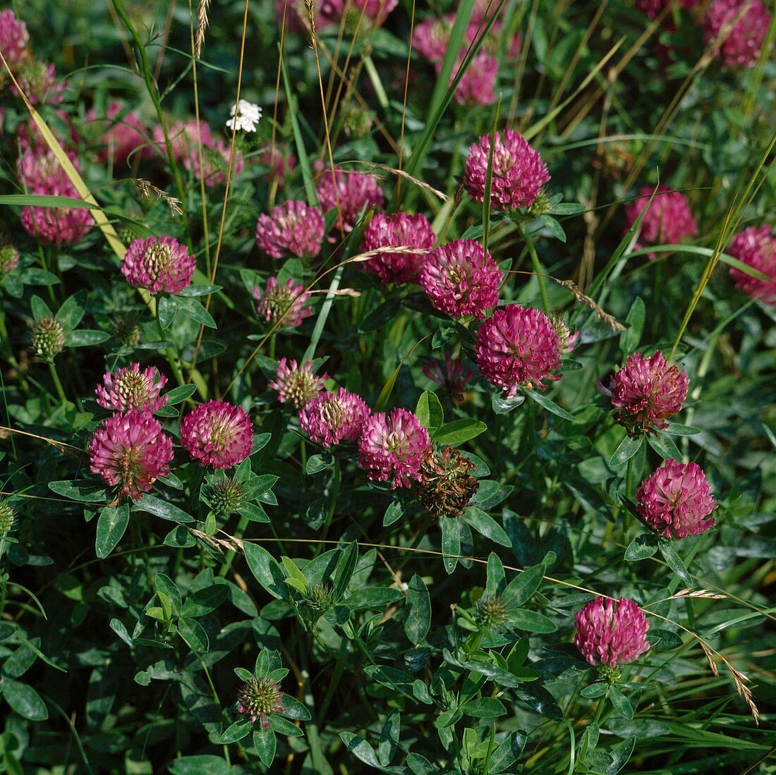 Trifolium pratense (Rotklee)