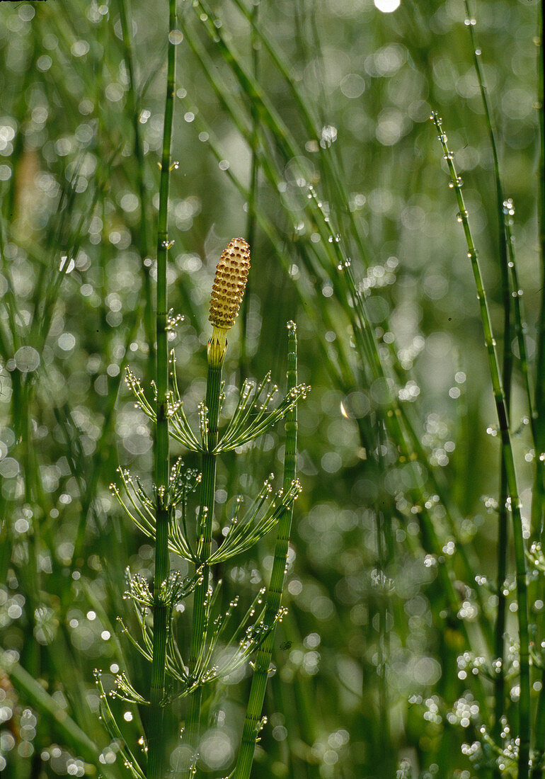 Field horsetail (common horsetail)