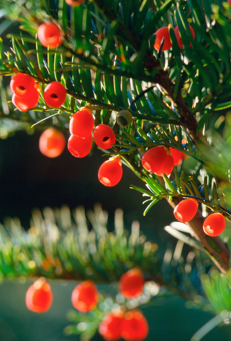 Taxus baccata (Common yew) with fruits,