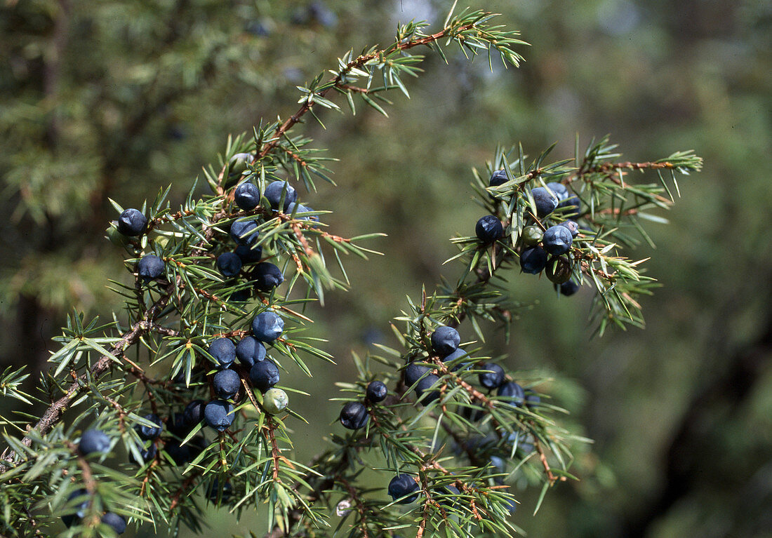Juniperus communis (Gewöhnlicher Wacholder) mit blau-schwarzen Beeren