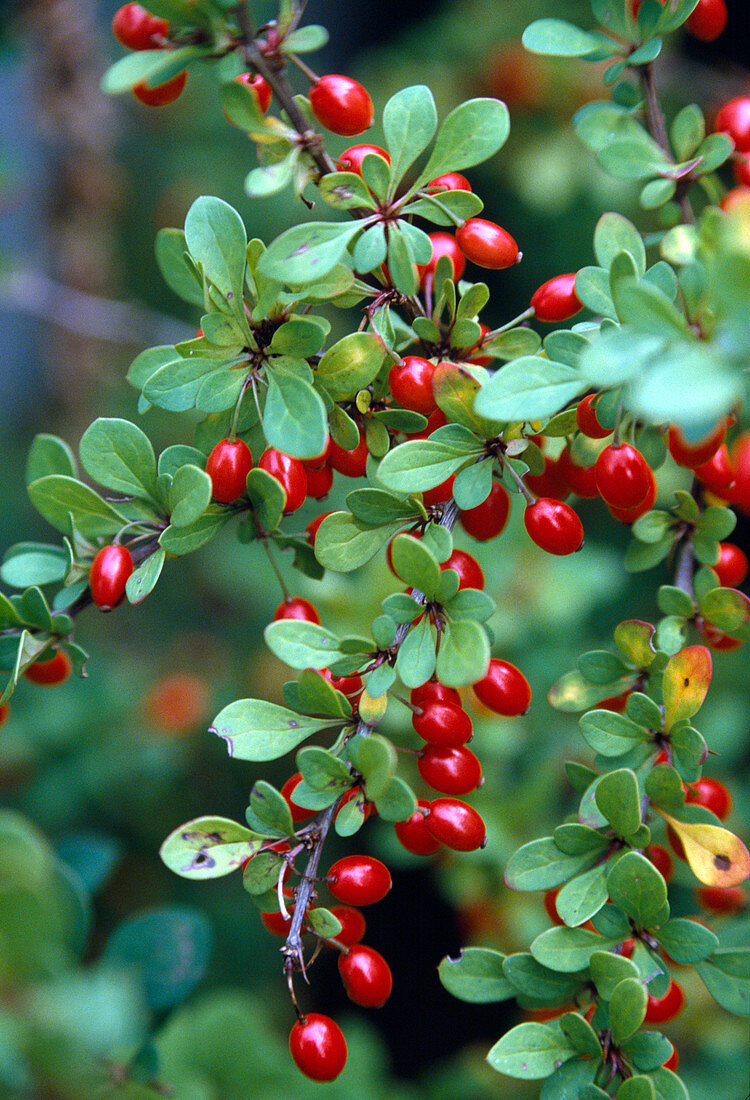 Berberis vulgaris (barberry)