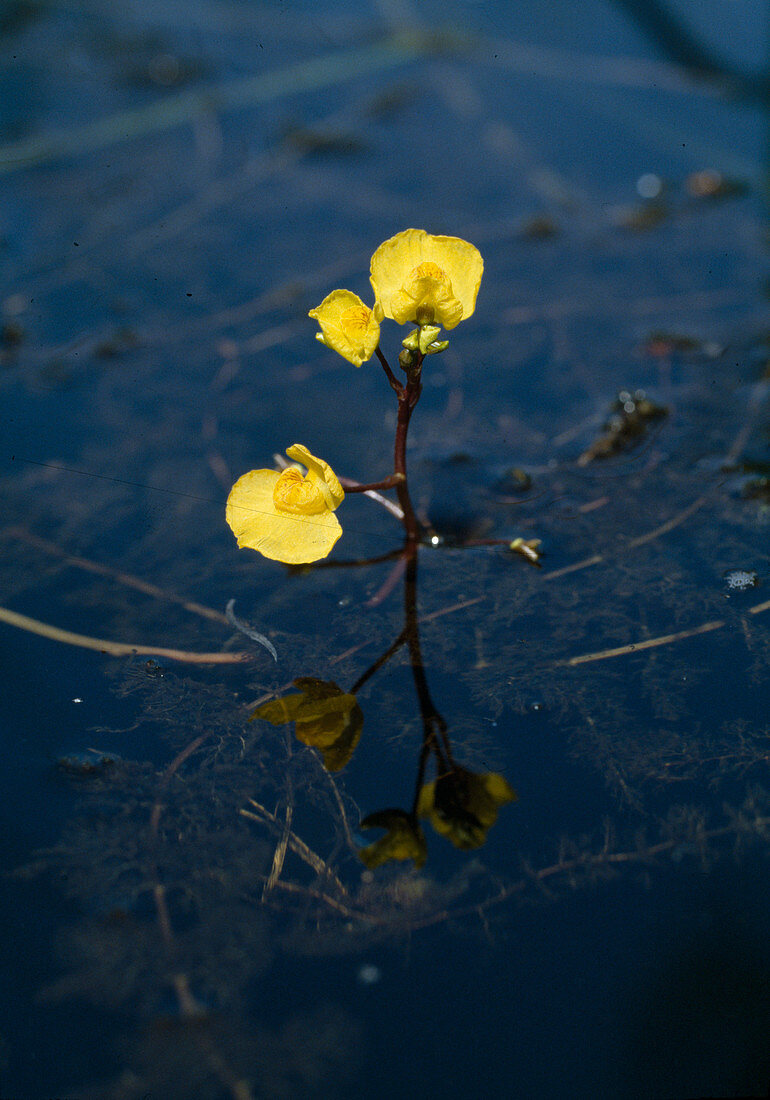 Utricularia vulgaris, Wasserschlauch mit Blüten