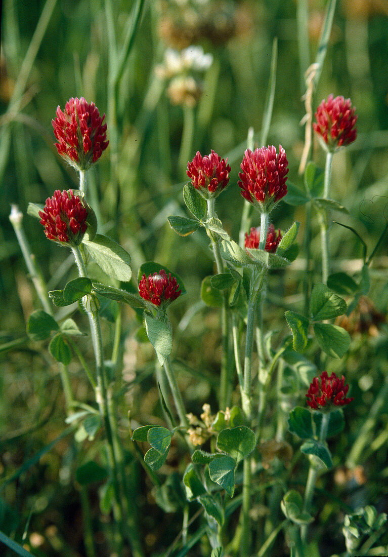 Trifolium incarnatum (Crimson clover)