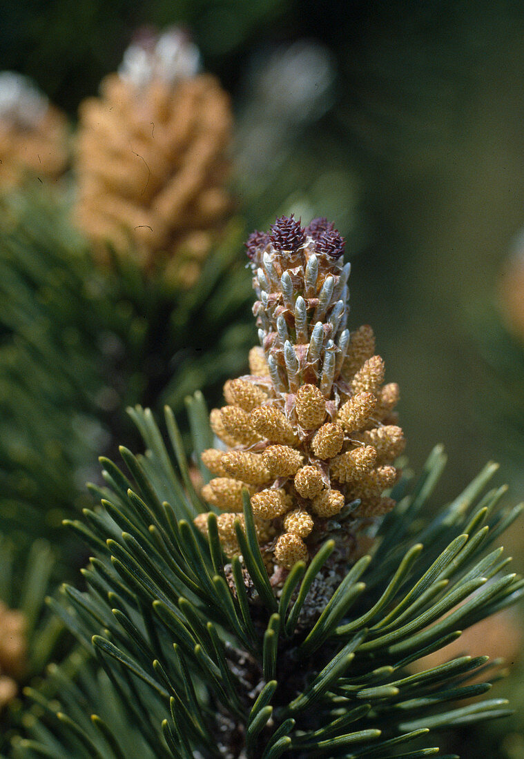 Pinus mugo (Bergkiefer) mit frischem Austrieb im Frühling