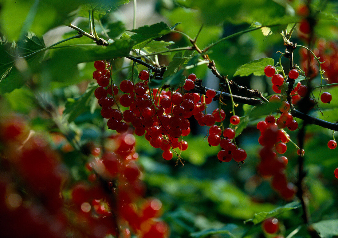 Ribes rubrum (Rote Johannisbeere)