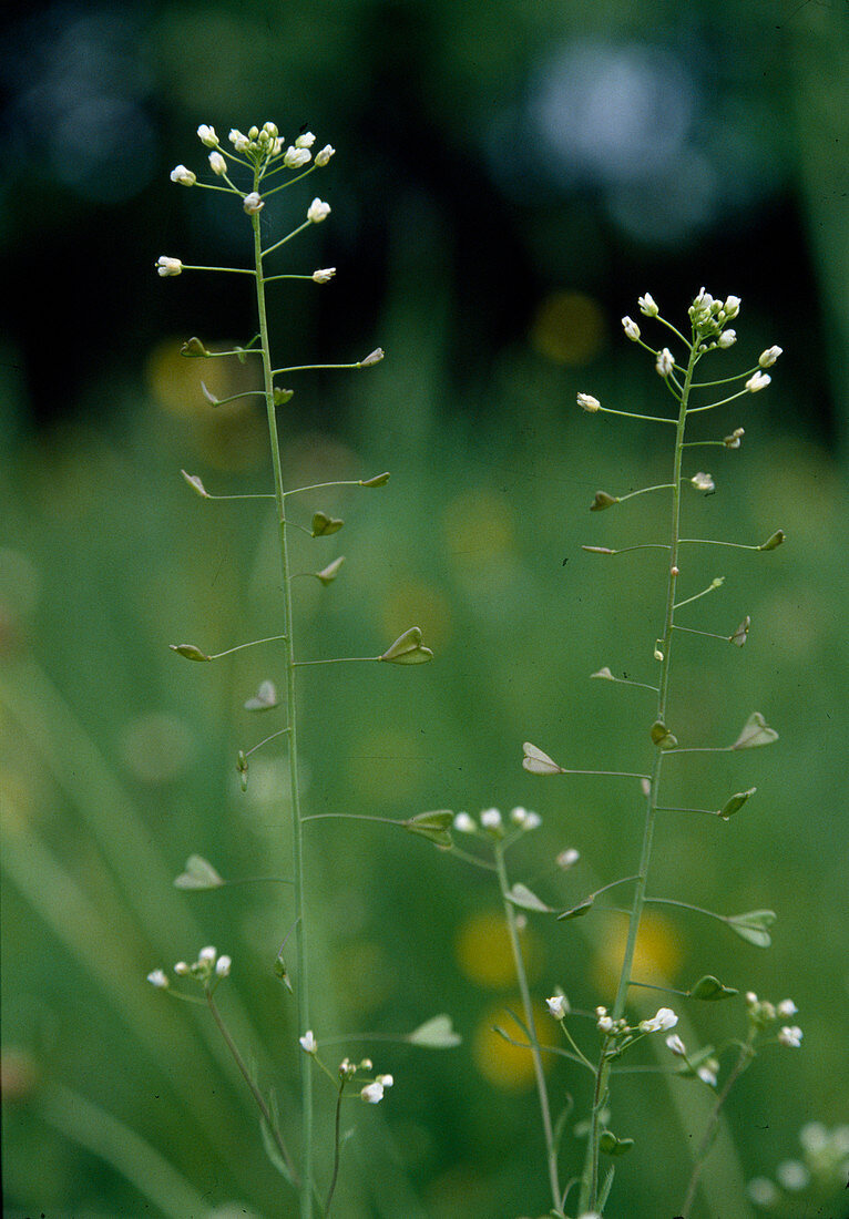 Capsella bursa - pastoris (Hirtentäschel)