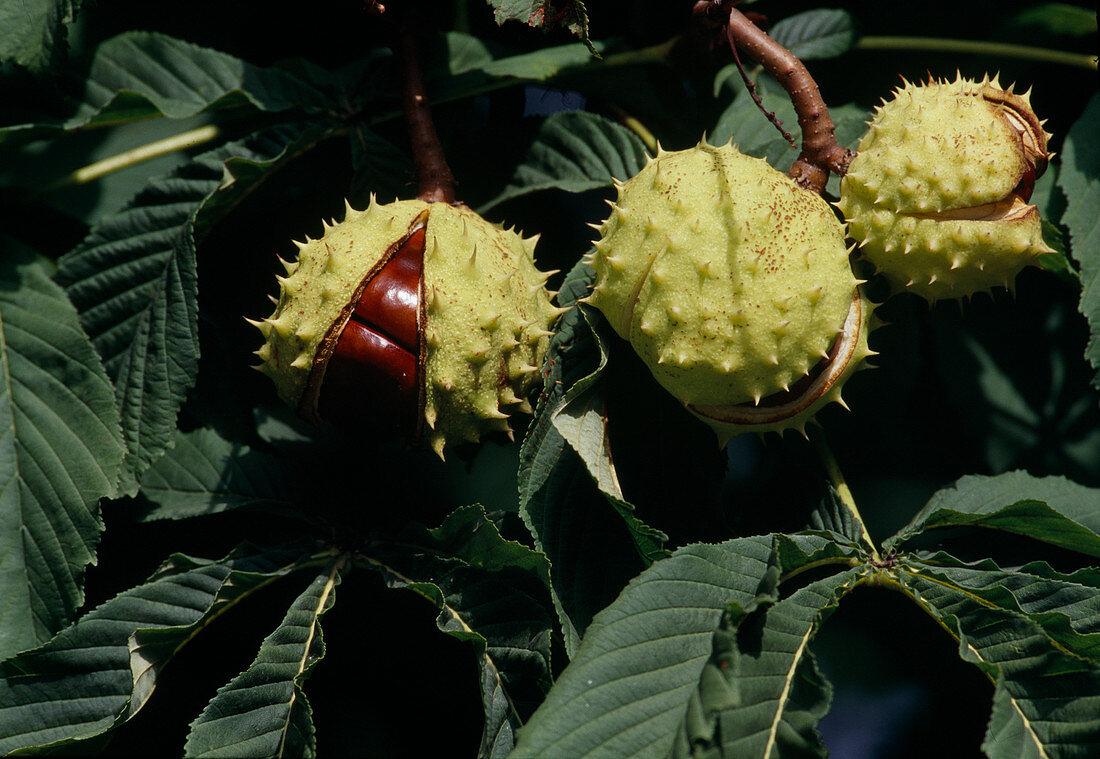 Aesculus hippocastanum, shells burst when the chestnuts are ripe