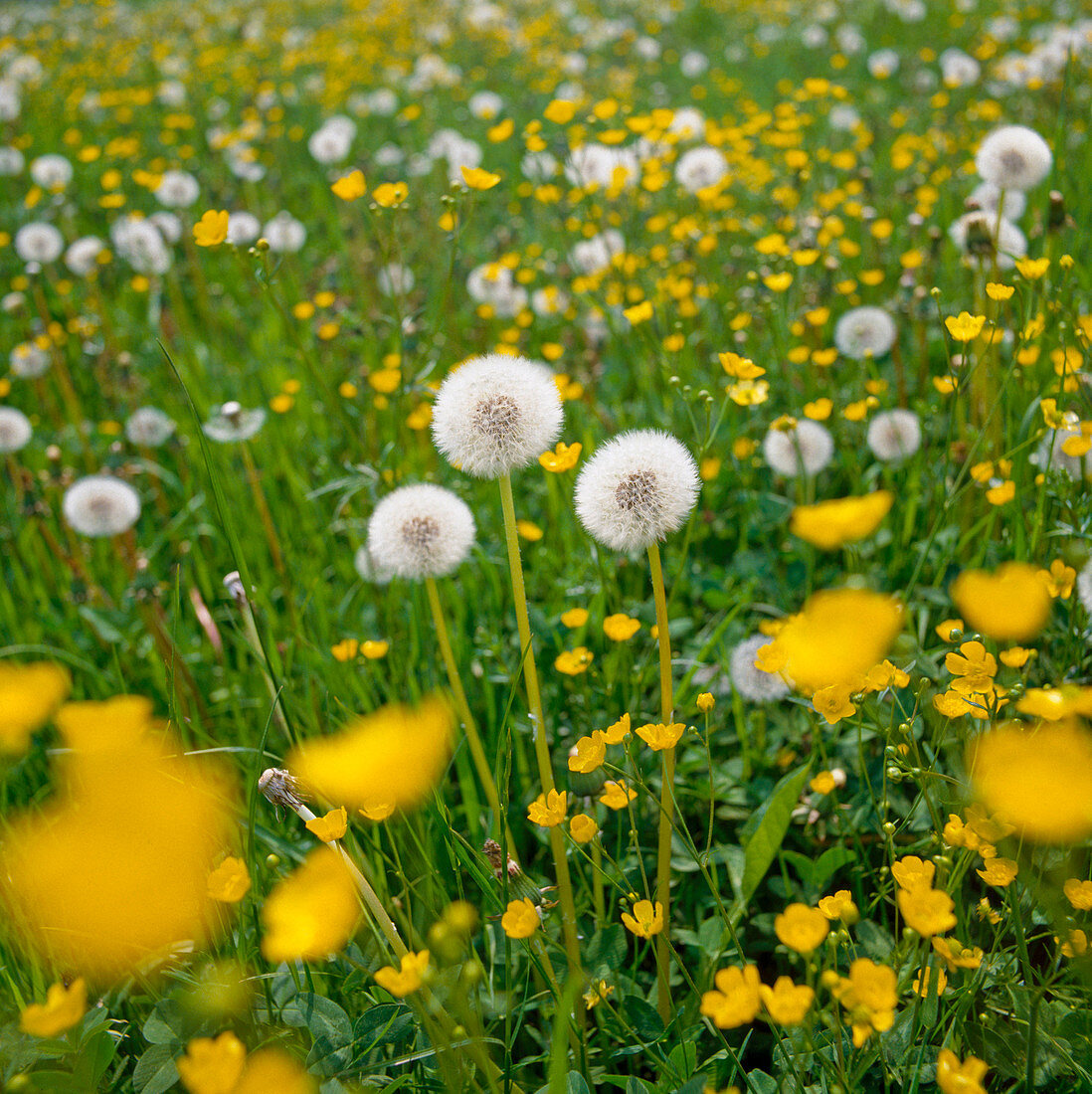 Taraxacum officinale meadow with dandelions and buttercups
