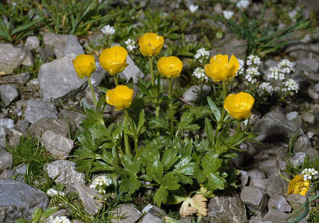 Ranunculus montanus mountain buttercup