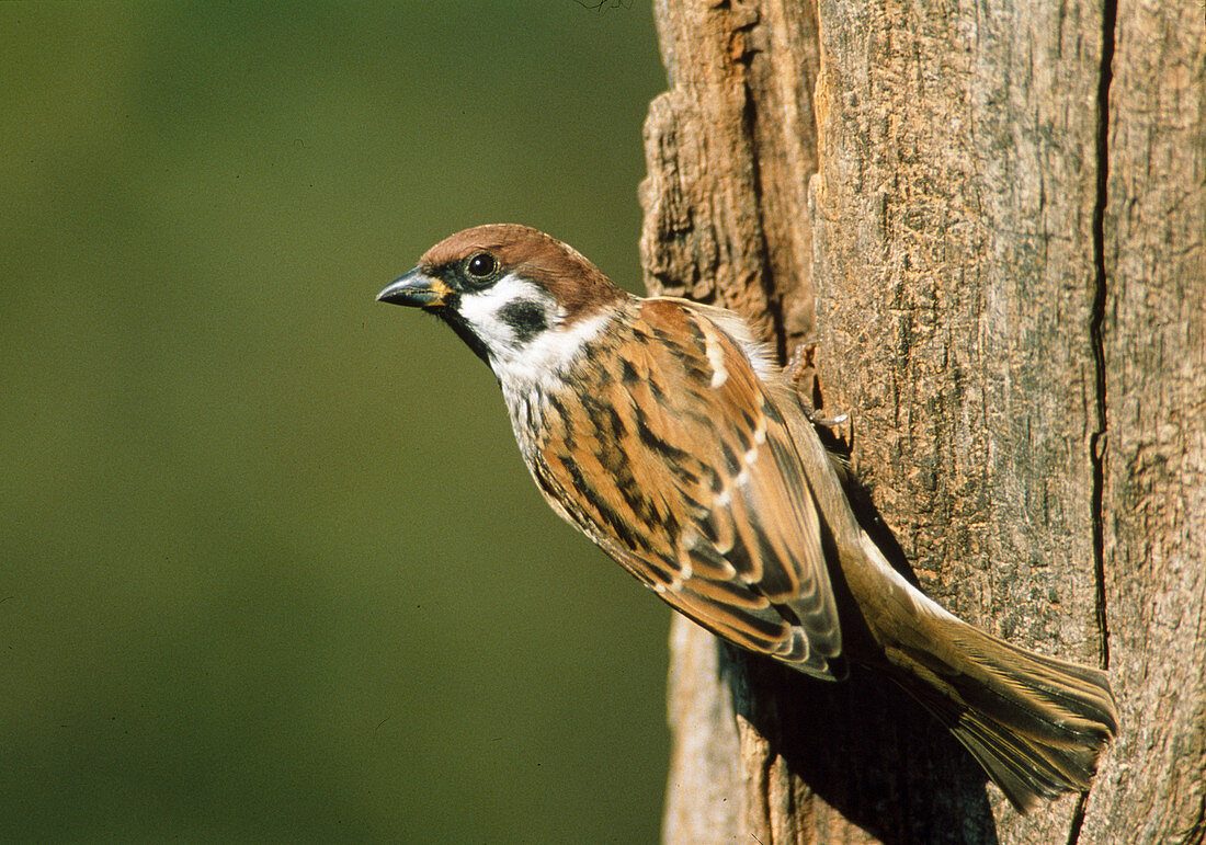 Feldsperling (Passer montanus)