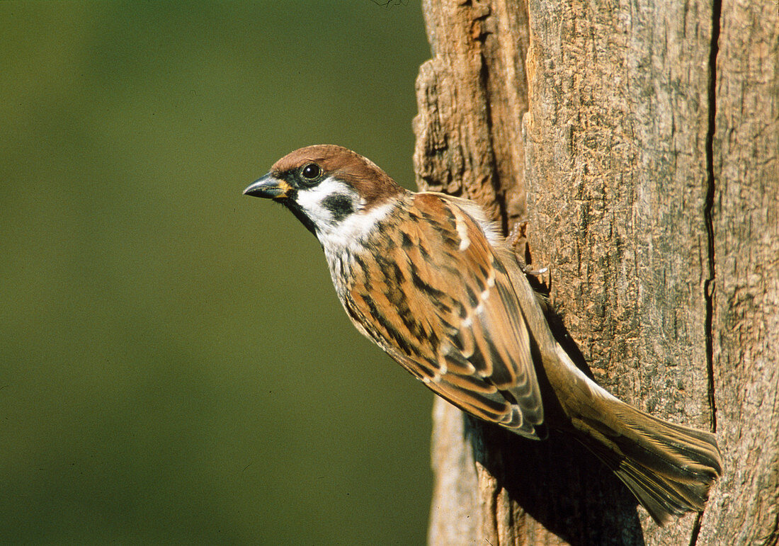 Field sparrow (Passer montanus)