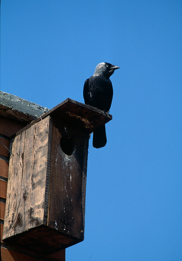 Jackdaw (Corvus monedula) on nesting box