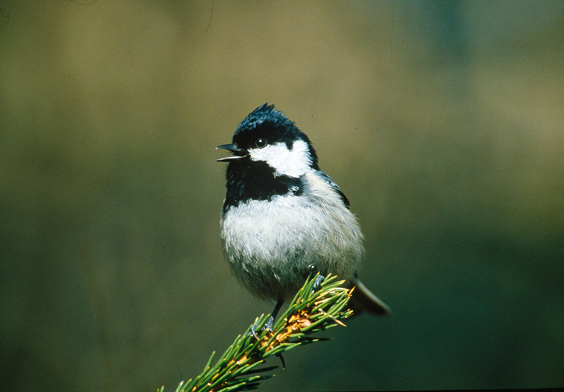 Tannenmeise (Parus ater)