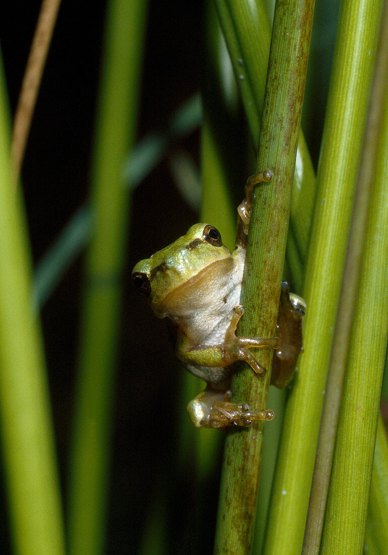 Tree Frog (Hyla arborea)