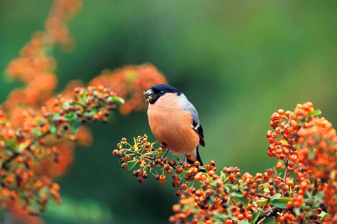 Bullfinch, also called common bullfinch or blood finch, on Pyracantha