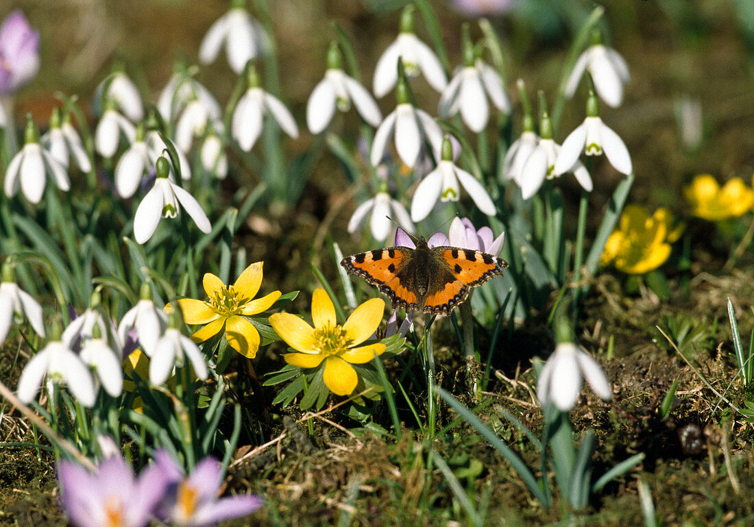 Schmetterling KLEINER Fuchs mit Galanthus (Schneeglöckchen) und Eranthis (Winterlingen)
